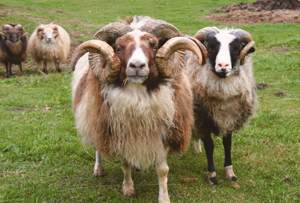 The Role of Sheep in Icelandic Farming and Culture