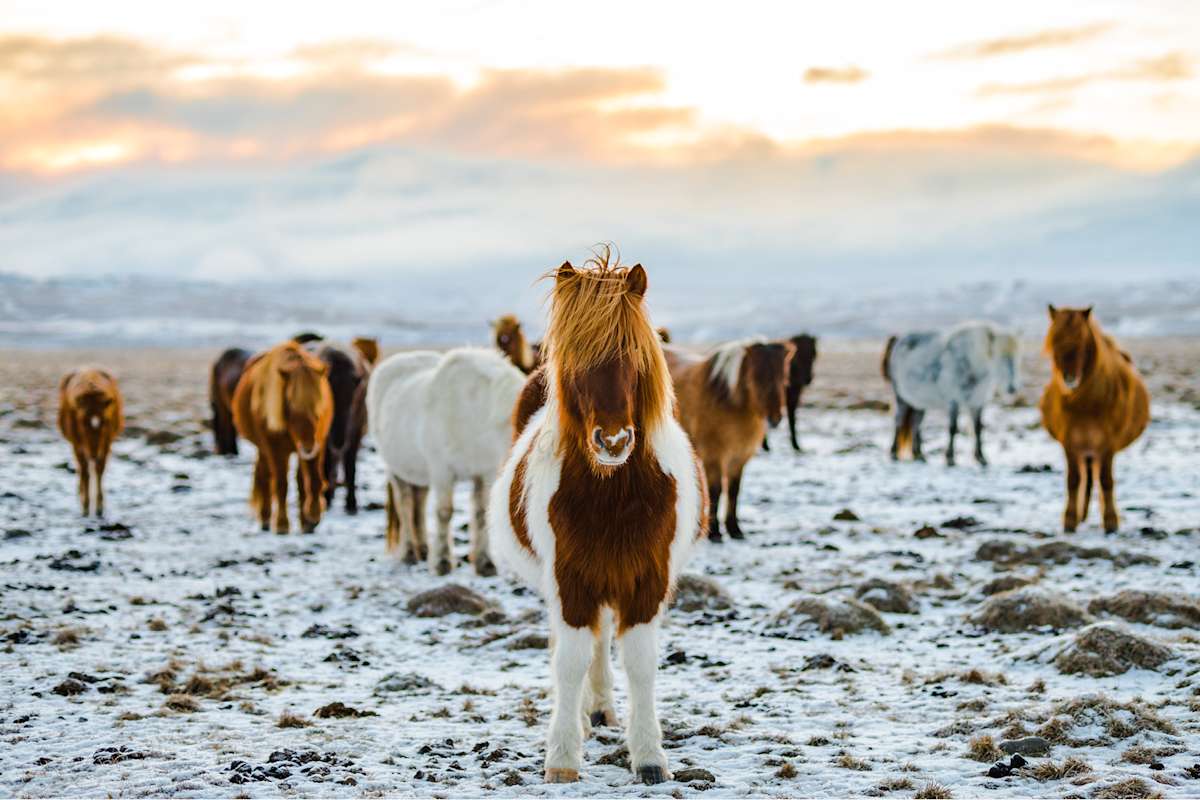 Where to Find Iceland’s Wild Horses